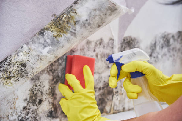 Environmental Consulting for Mold Prevention in Serenada, TX